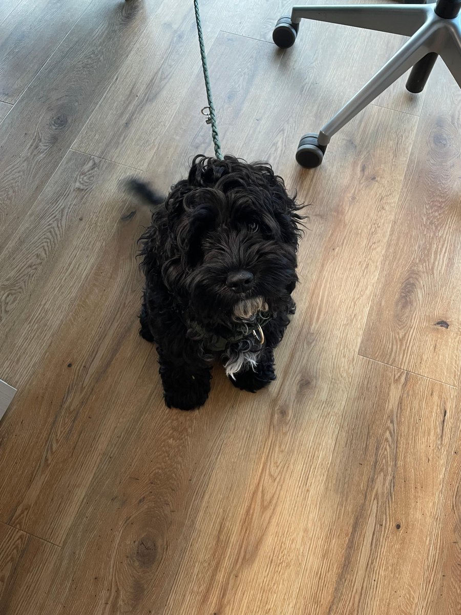 Office-Hund Betty zu Besuch bei Charleens Arbeitsplatz am Standort Borken von IT-Dienstleister netgo