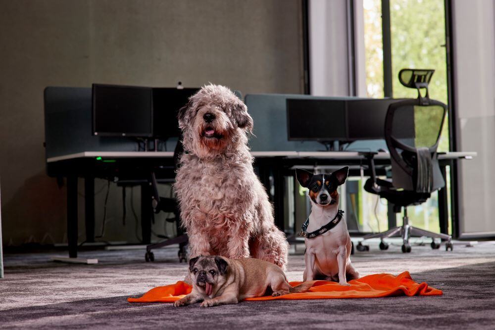 Hunde von netgo Mitarbeitenden im Büro in Berlin